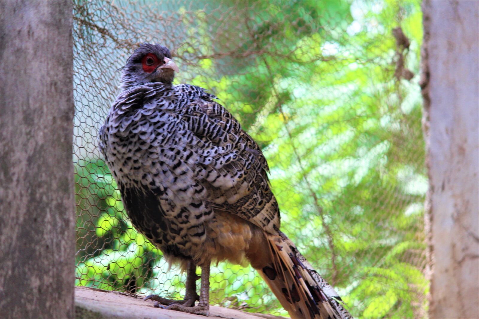 Canon EOS 1200D (EOS Rebel T5 / EOS Kiss X70 / EOS Hi) sample photo. Bird, pheasant, animal photography