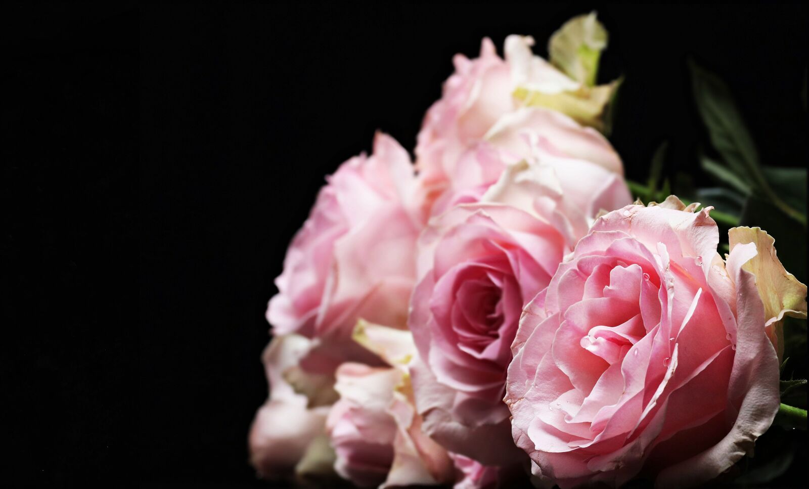 Canon EOS 550D (EOS Rebel T2i / EOS Kiss X4) sample photo. Roses, noble roses, pink photography