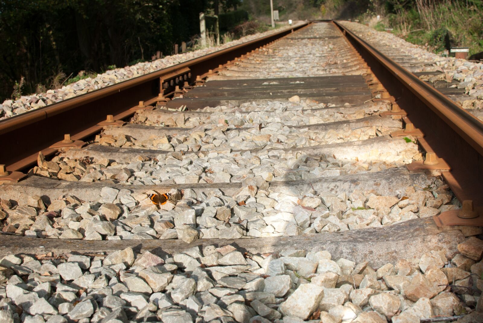 Nikon D80 sample photo. Butterfly, railway, track photography