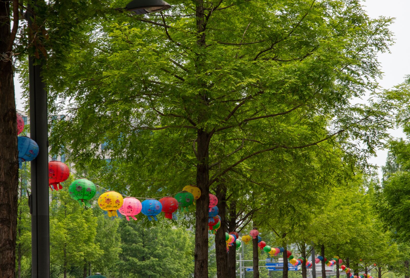 Nikon D850 sample photo. Buddhism, buddha's birthday, lantern photography