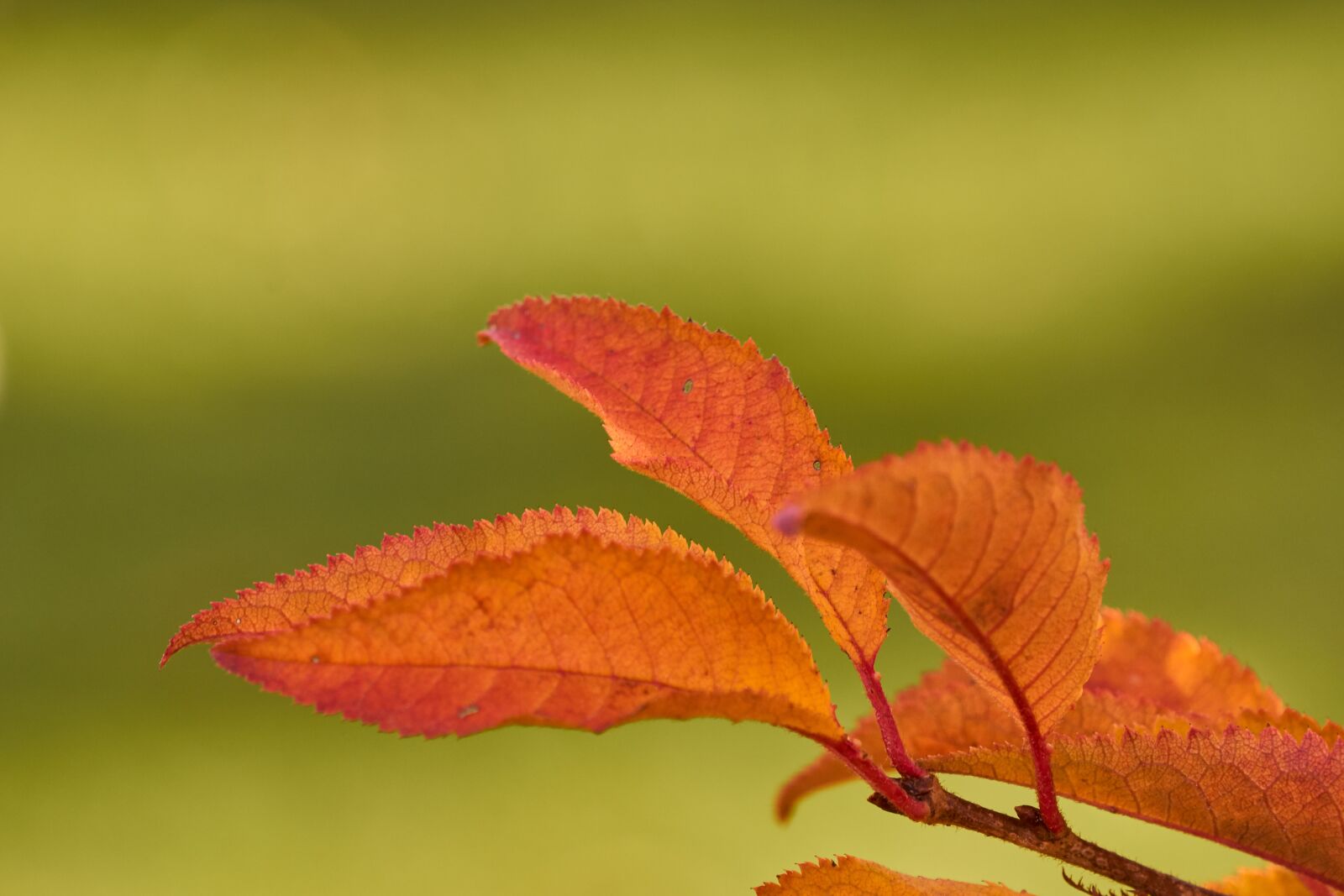 Sony E 55-210mm F4.5-6.3 OSS sample photo. Leaf, red, autumn photography