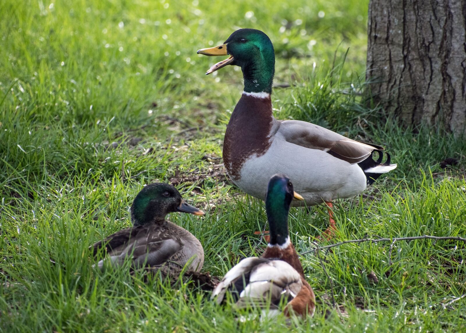 Nikon D500 sample photo. Duck, mallard, three photography