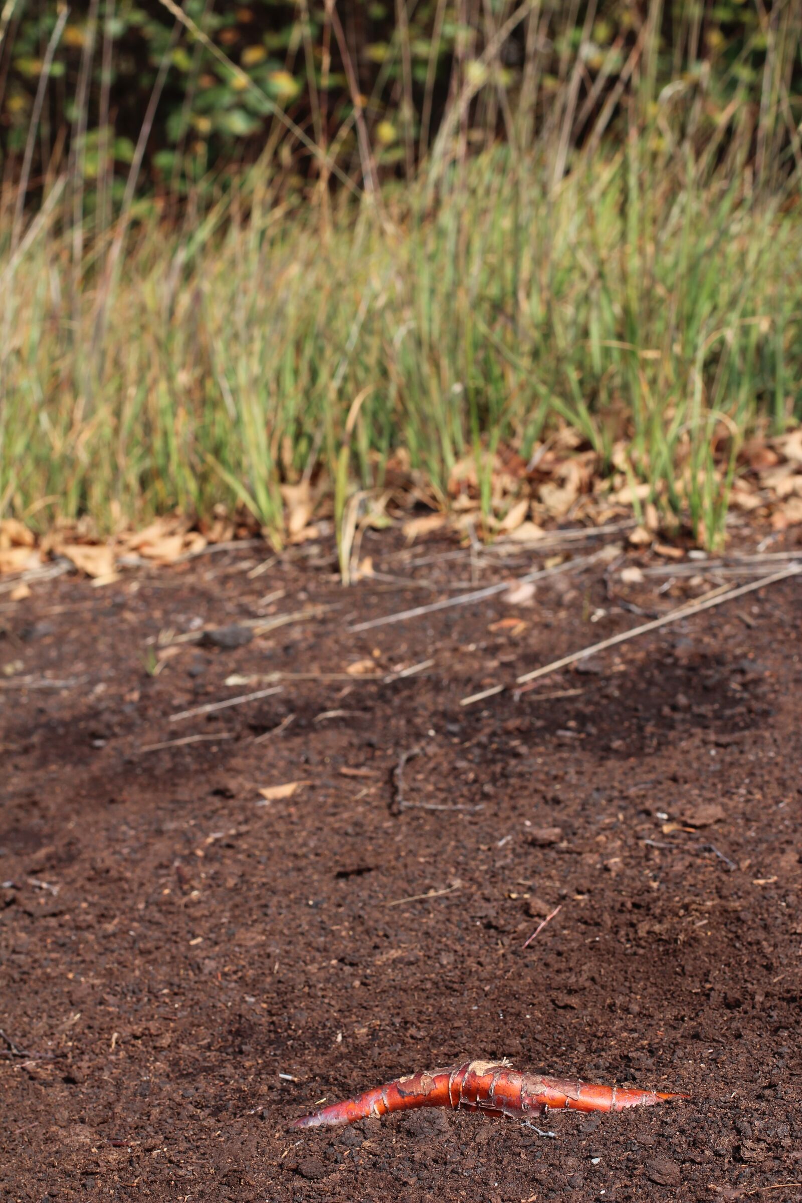 Canon EOS 600D (Rebel EOS T3i / EOS Kiss X5) + Canon EF 50mm F1.4 USM sample photo. Root, ground, earth photography