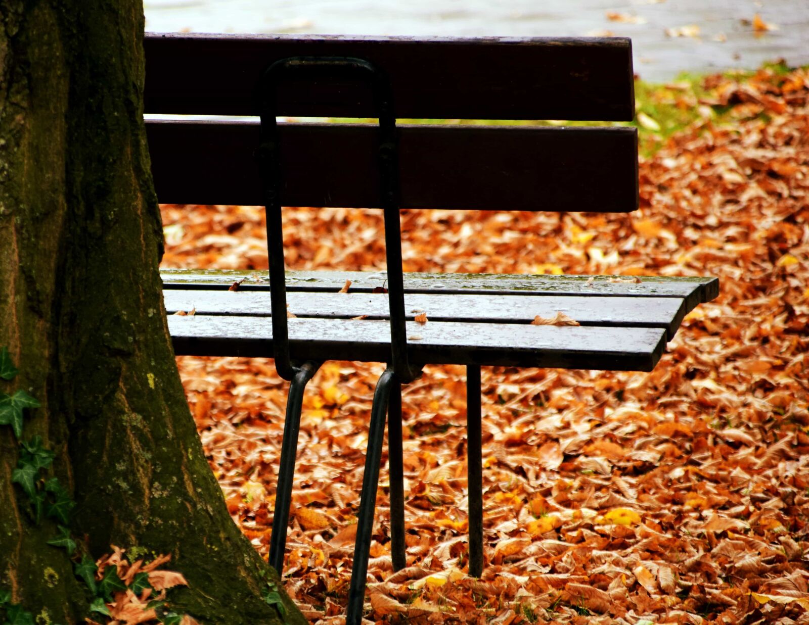 Nikon D3300 sample photo. Wood, leaf, nature, autumn photography