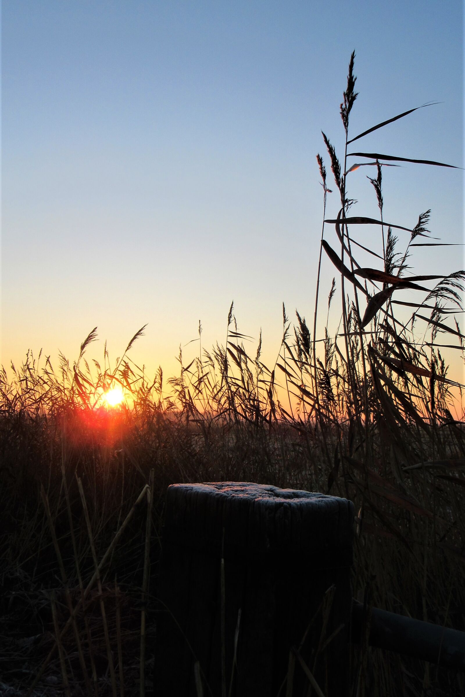 Canon PowerShot SX610 HS sample photo. Cold, ripe, frozen photography