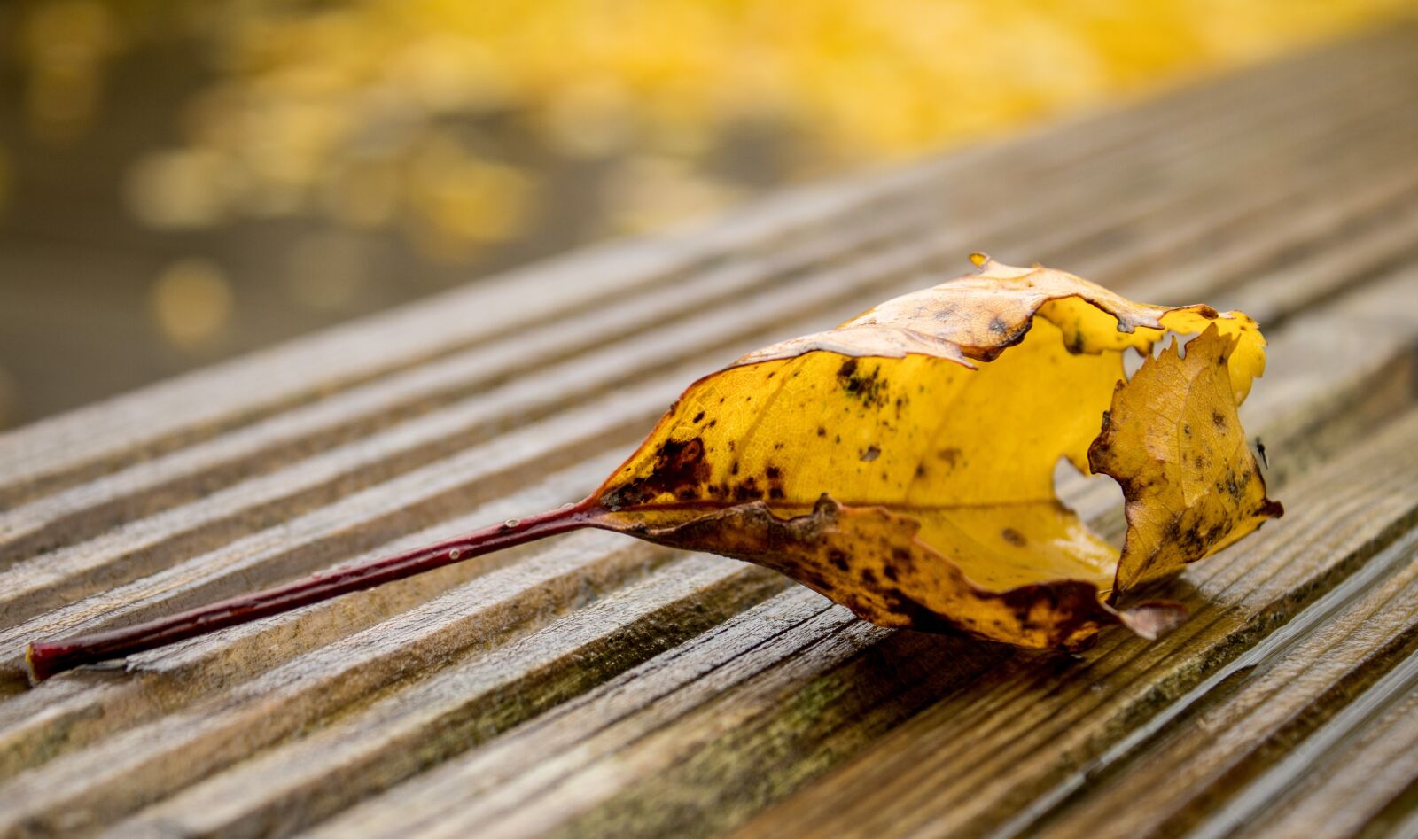 Canon EOS 2000D (EOS Rebel T7 / EOS Kiss X90 / EOS 1500D) sample photo. Autumn, wet, leaf color photography
