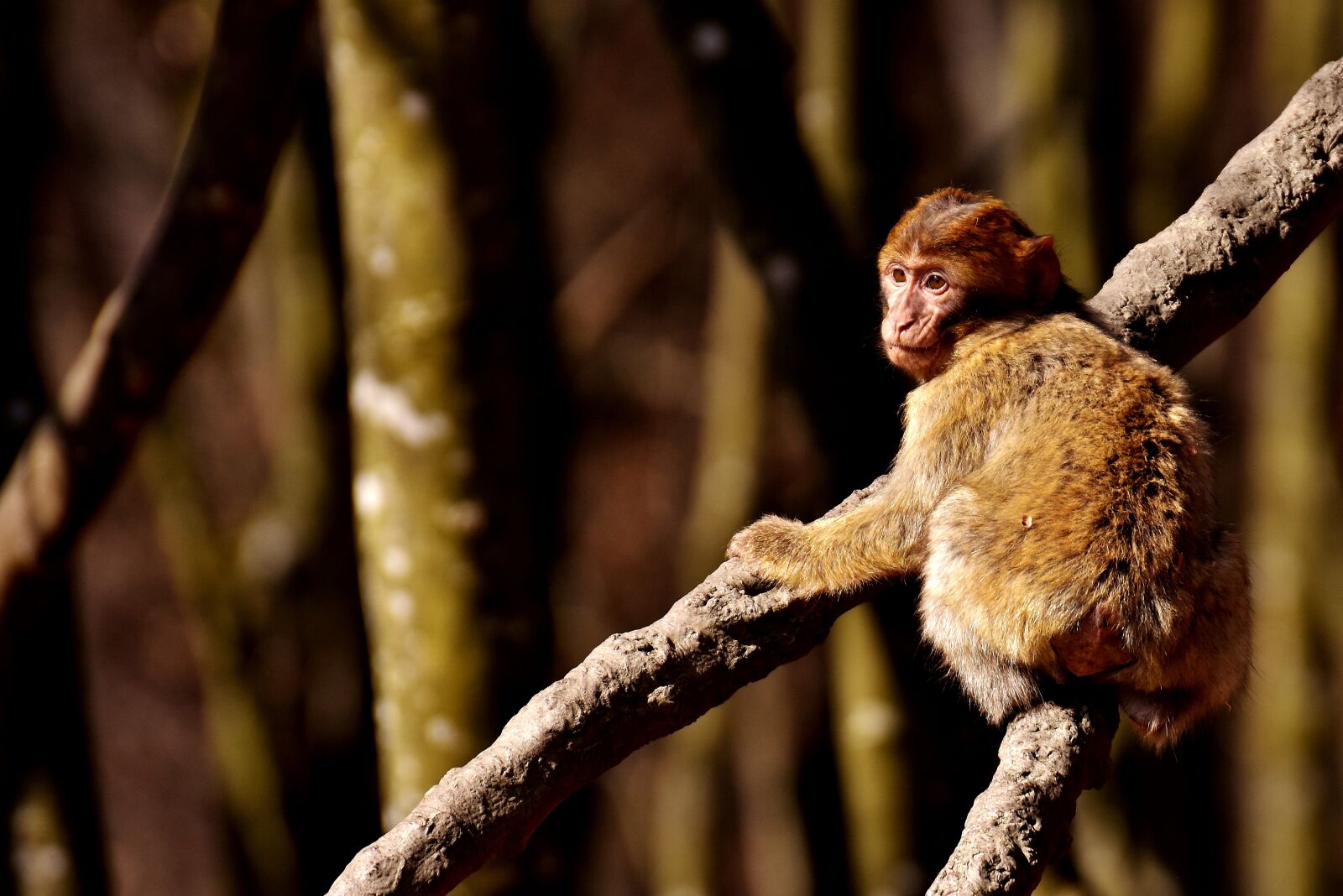 Nikon D7200 sample photo. Barbary ape, play, cute photography