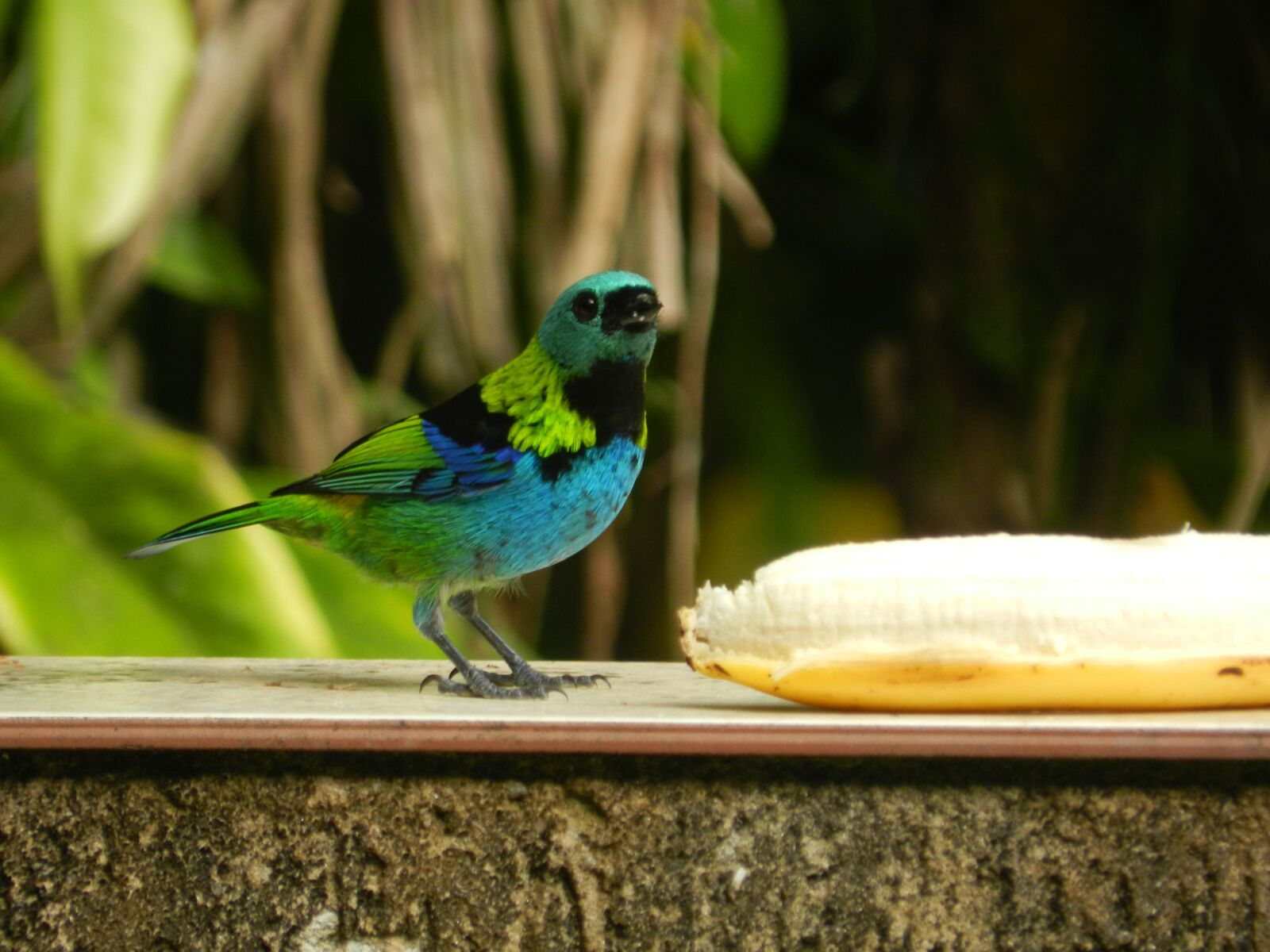 Nikon Coolpix P500 sample photo. Birds, atlantic forest, brazil photography