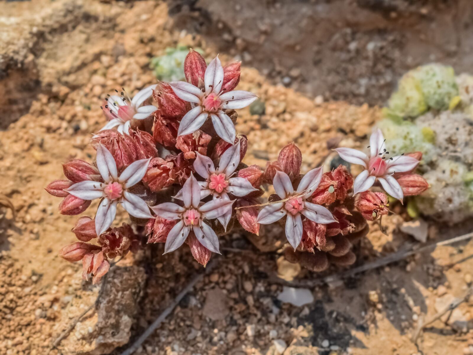 Nikon D3300 sample photo. Wildflower, spring, flower photography