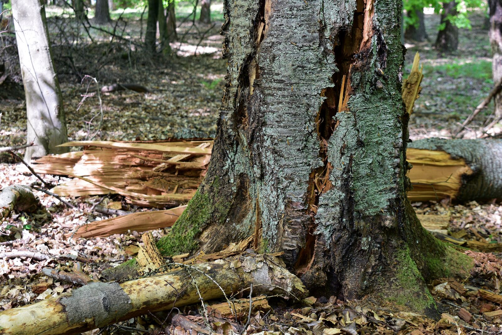 Nikon D3400 sample photo. Forest, nature, landscape photography