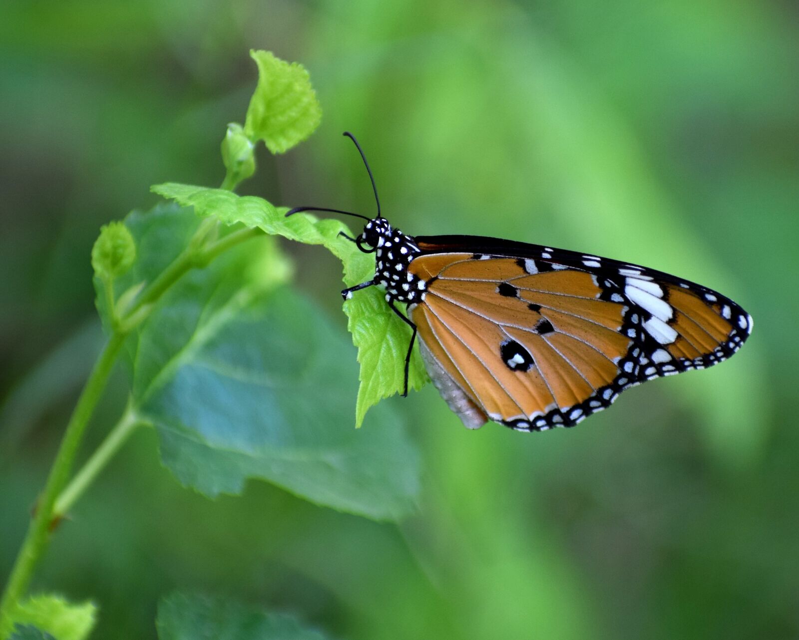 Nikon D3300 sample photo. Nature, butterfly, plant photography