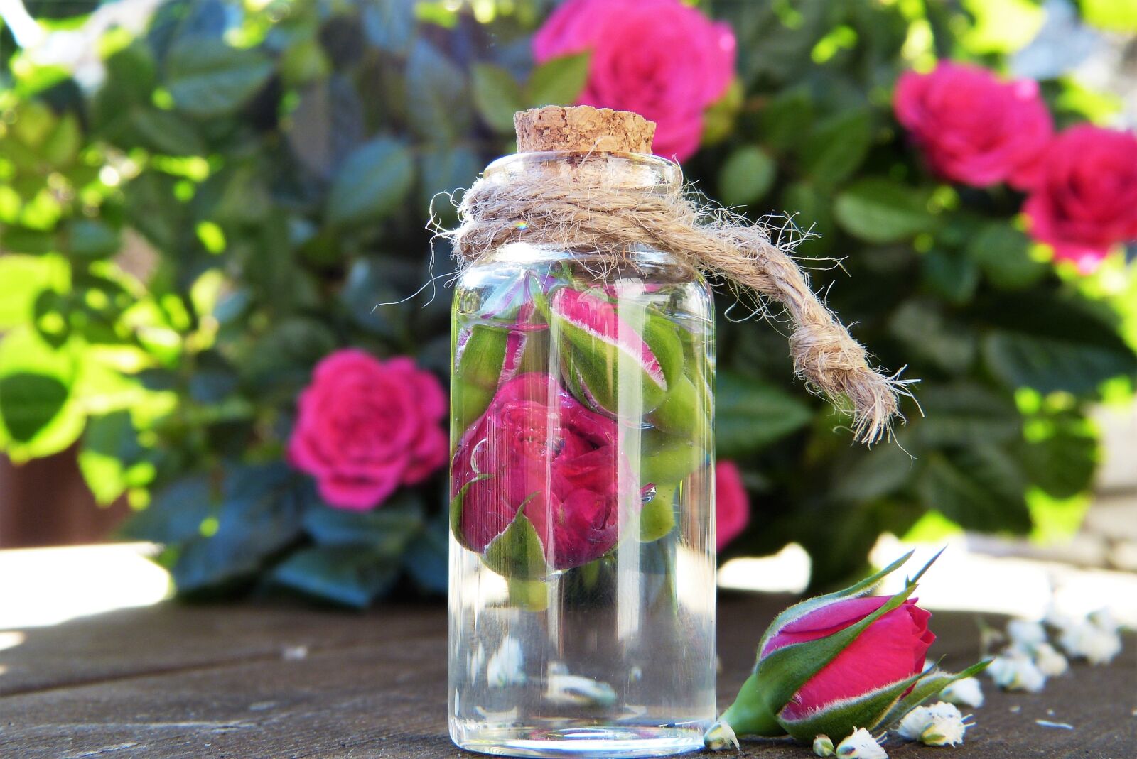 Panasonic Lumix DMC-FZ150 sample photo. Rose, water, glass photography