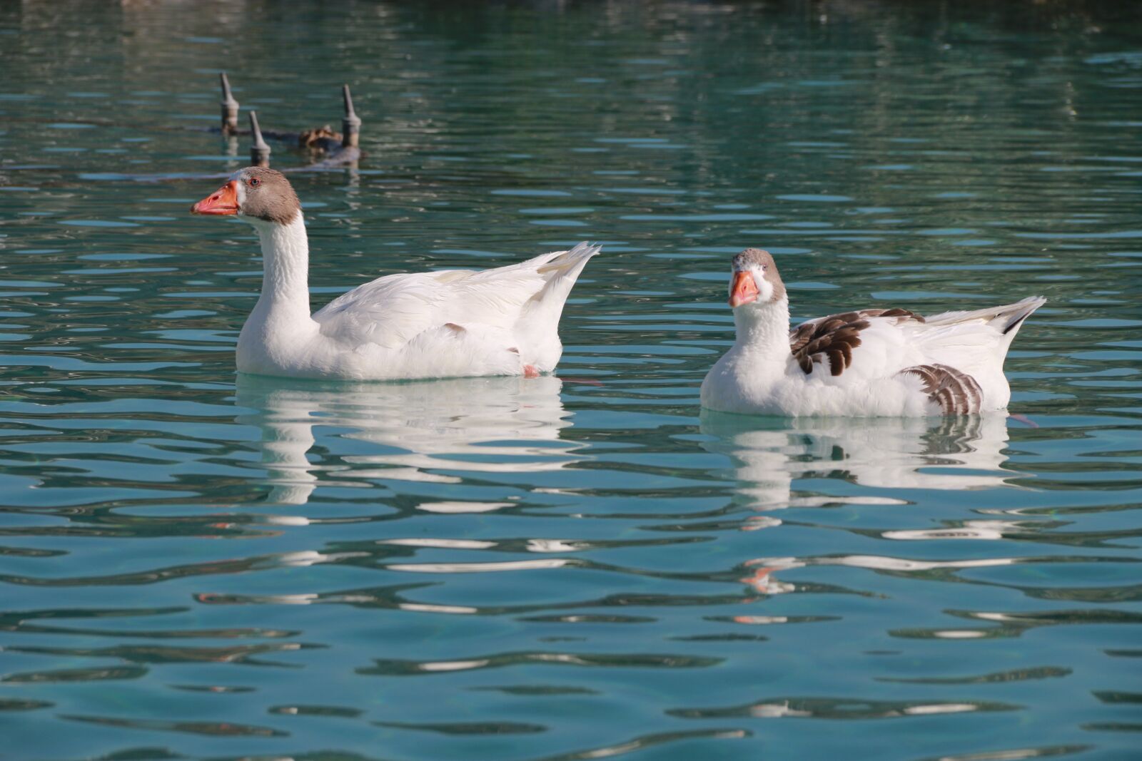 Canon EF-S 18-135mm F3.5-5.6 IS sample photo. Duck, marine, bird photography