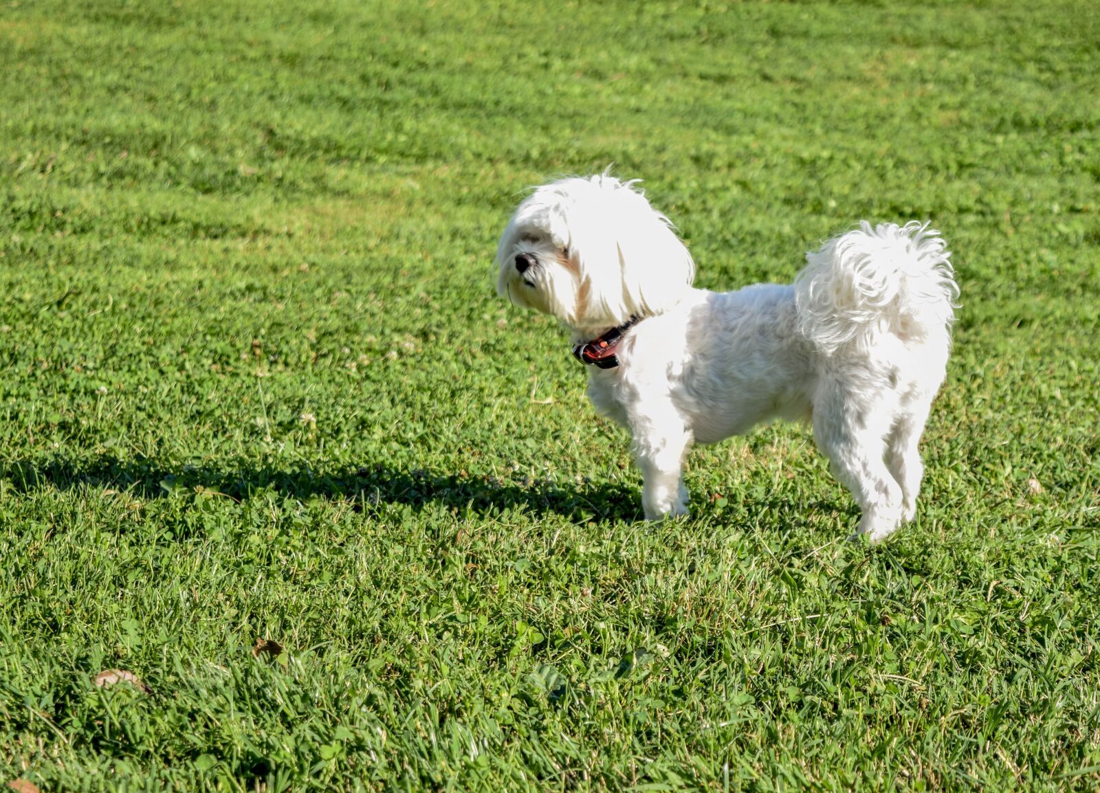 Nikon D3300 sample photo. Dog, grass, quite photography