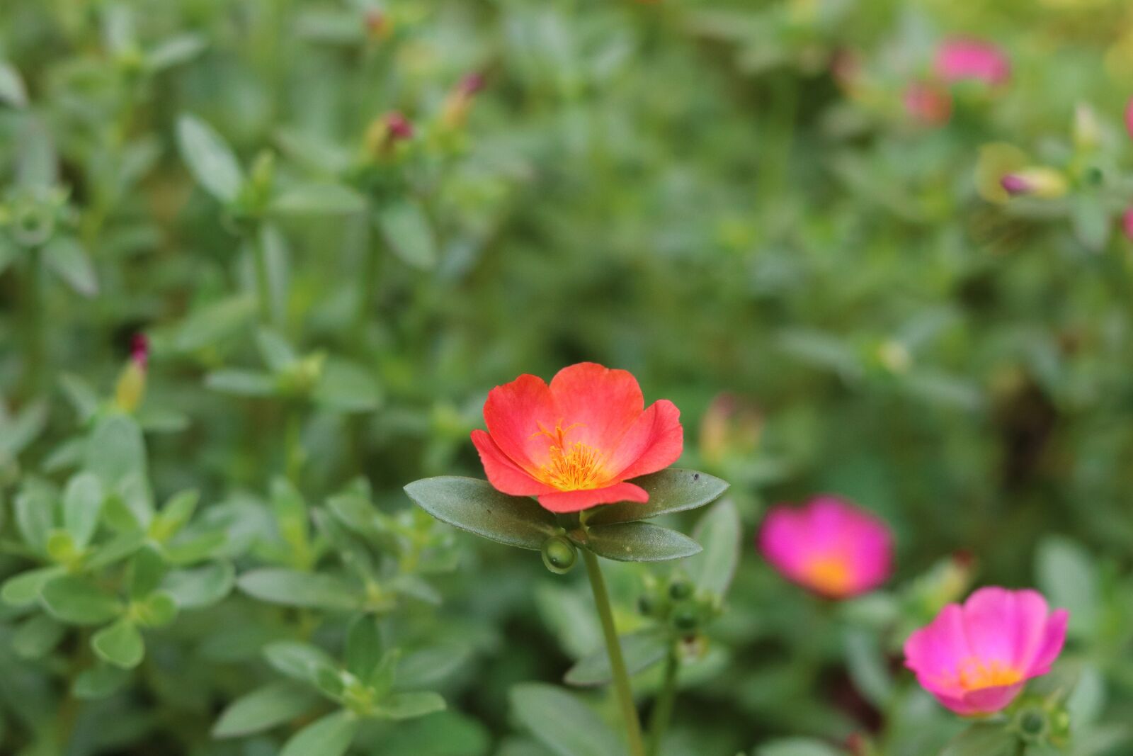 Canon EOS 77D (EOS 9000D / EOS 770D) + Canon EF 50mm F1.8 STM sample photo. Flower, portulaca grandiflora, pink photography