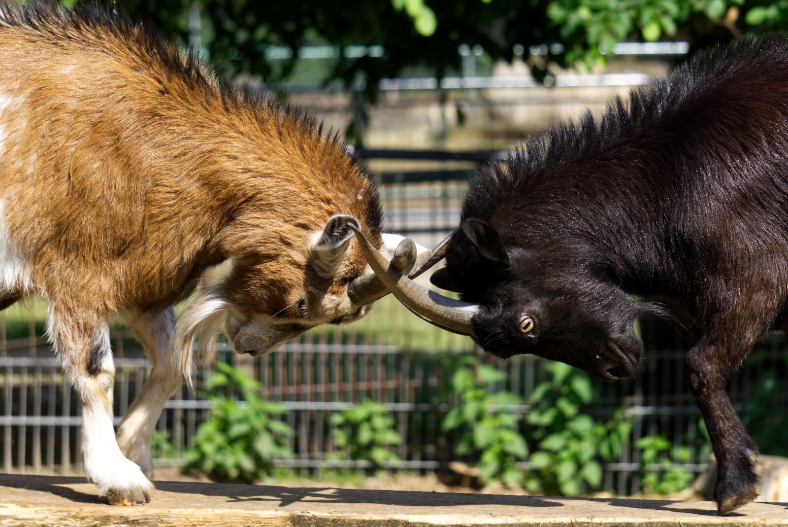 Sony a6000 sample photo. Goats, bock, antler photography