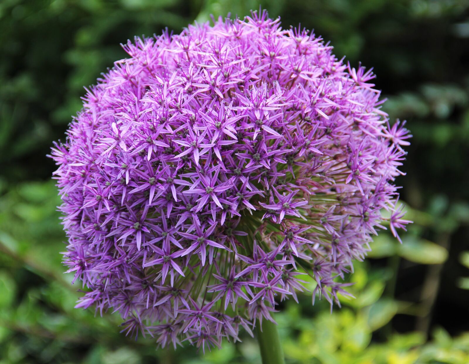 Canon EOS 550D (EOS Rebel T2i / EOS Kiss X4) sample photo. Allium, alliumblueten, purple photography