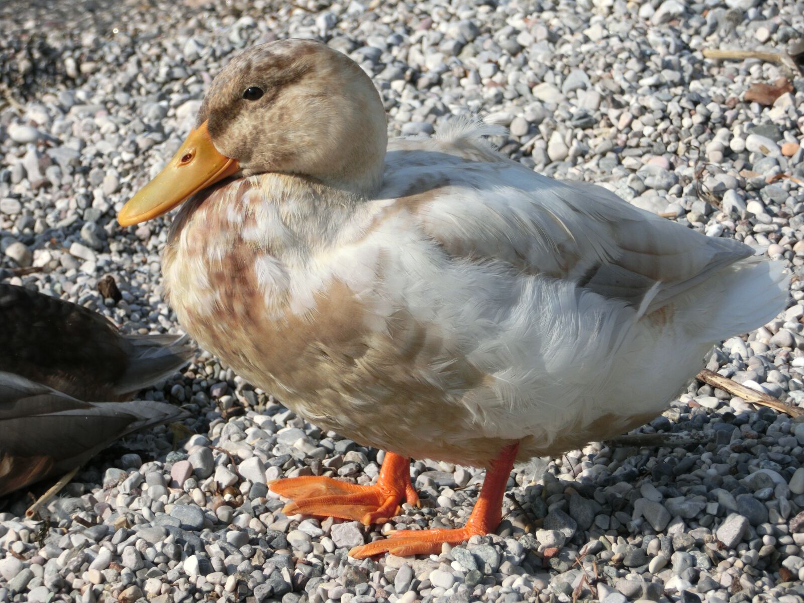 CASIO EX-ZR310 sample photo. Duck, duckling, animal photography