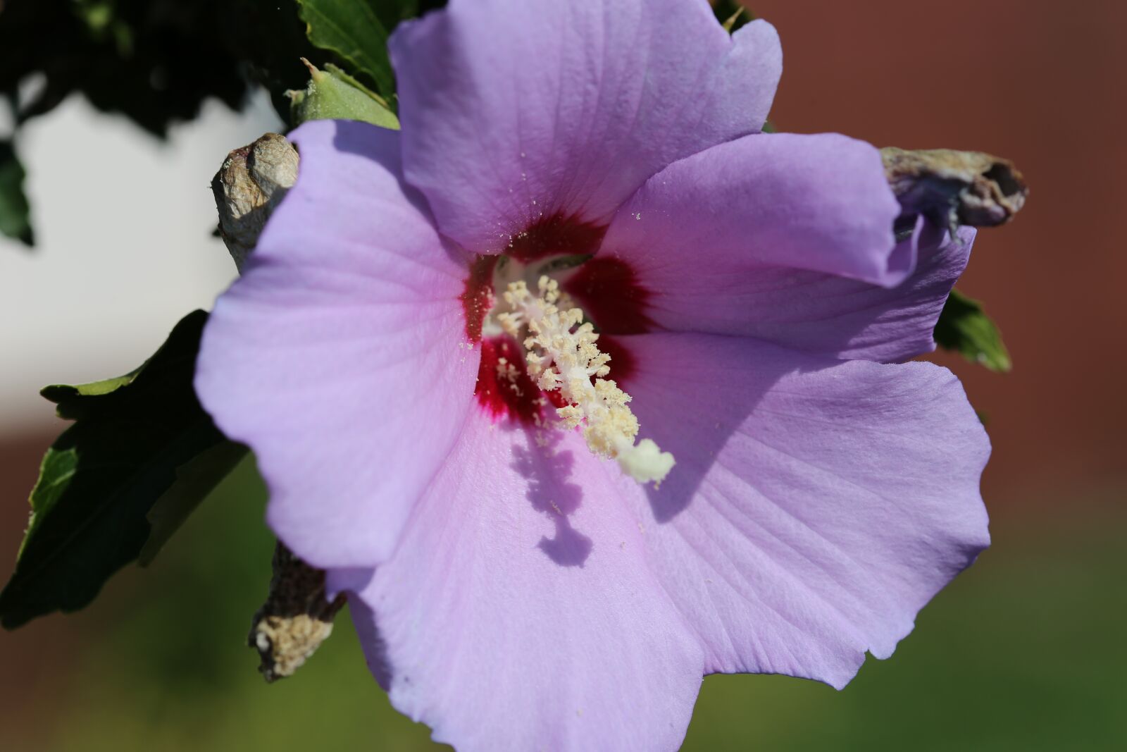 Canon EOS 6D + Canon EF 100mm F2.8 Macro USM sample photo. Alcea rosea, garden marshmallow photography