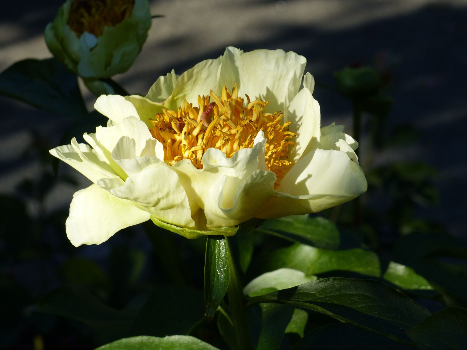 Panasonic Lumix DMC-FZ200 sample photo. Pion, white, yellow photography