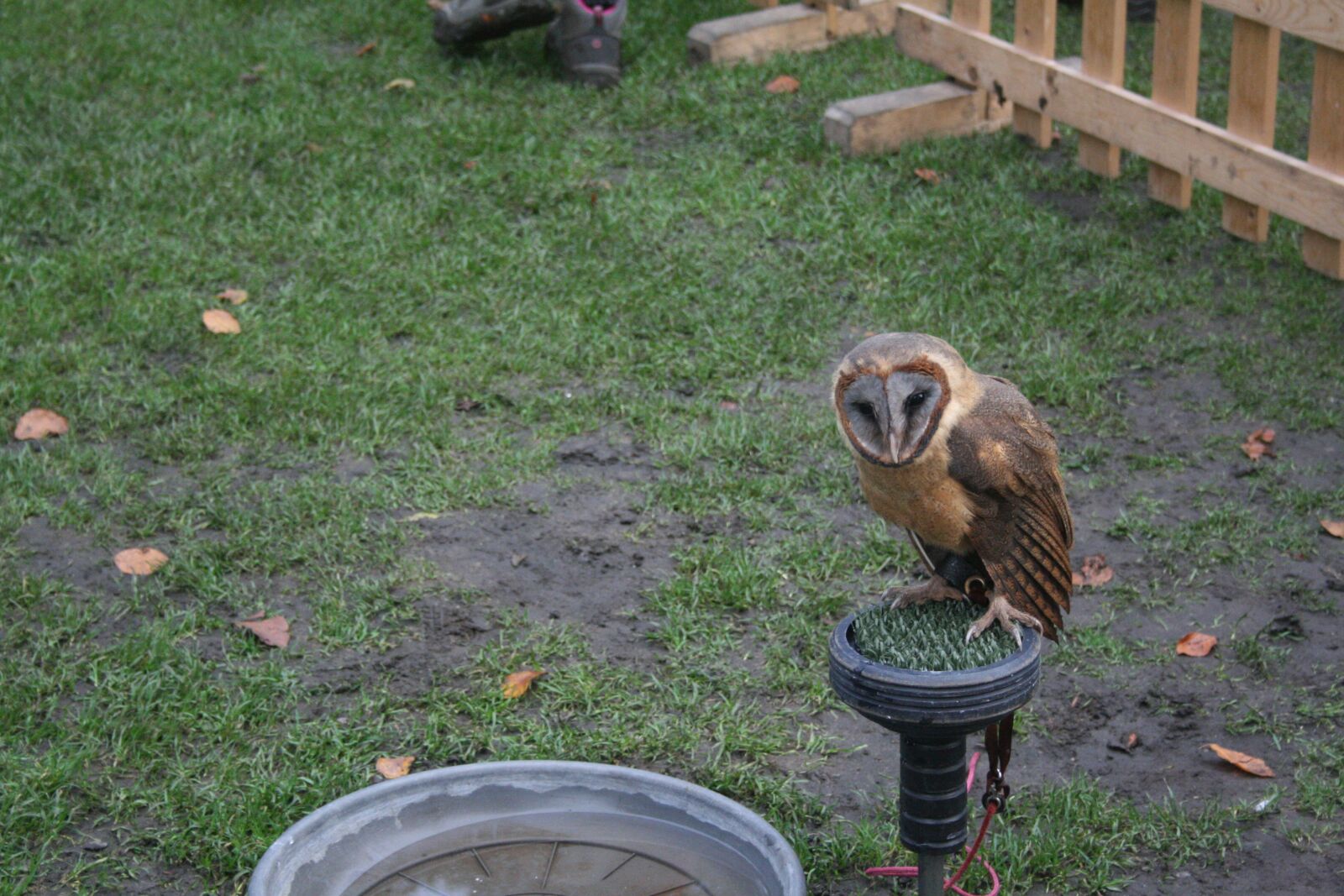 Canon EOS 400D (EOS Digital Rebel XTi / EOS Kiss Digital X) sample photo. Owl, york, england photography