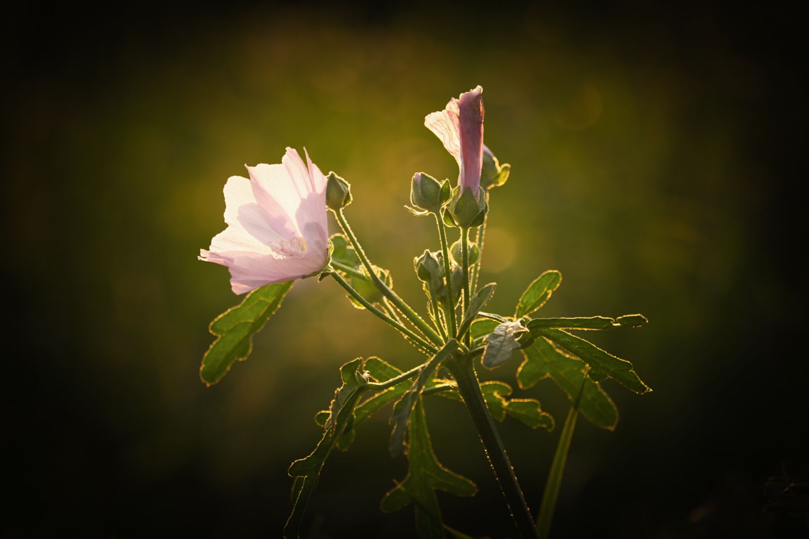 Fujifilm XF 55-200mm F3.5-4.8 R LM OIS sample photo. Mallow, flower, blossom photography