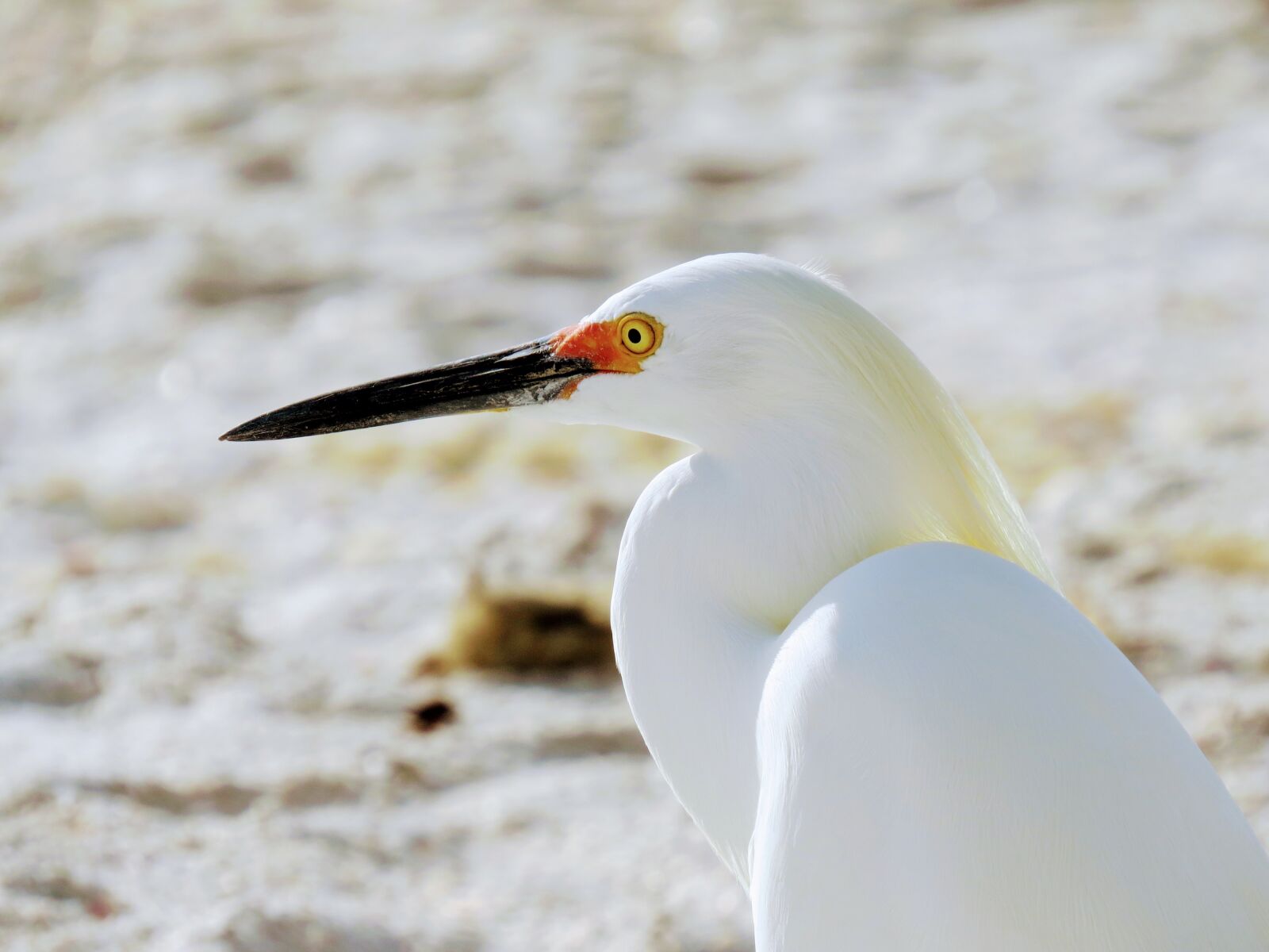 Canon PowerShot SX50 HS sample photo. Bird, sand, animal photography