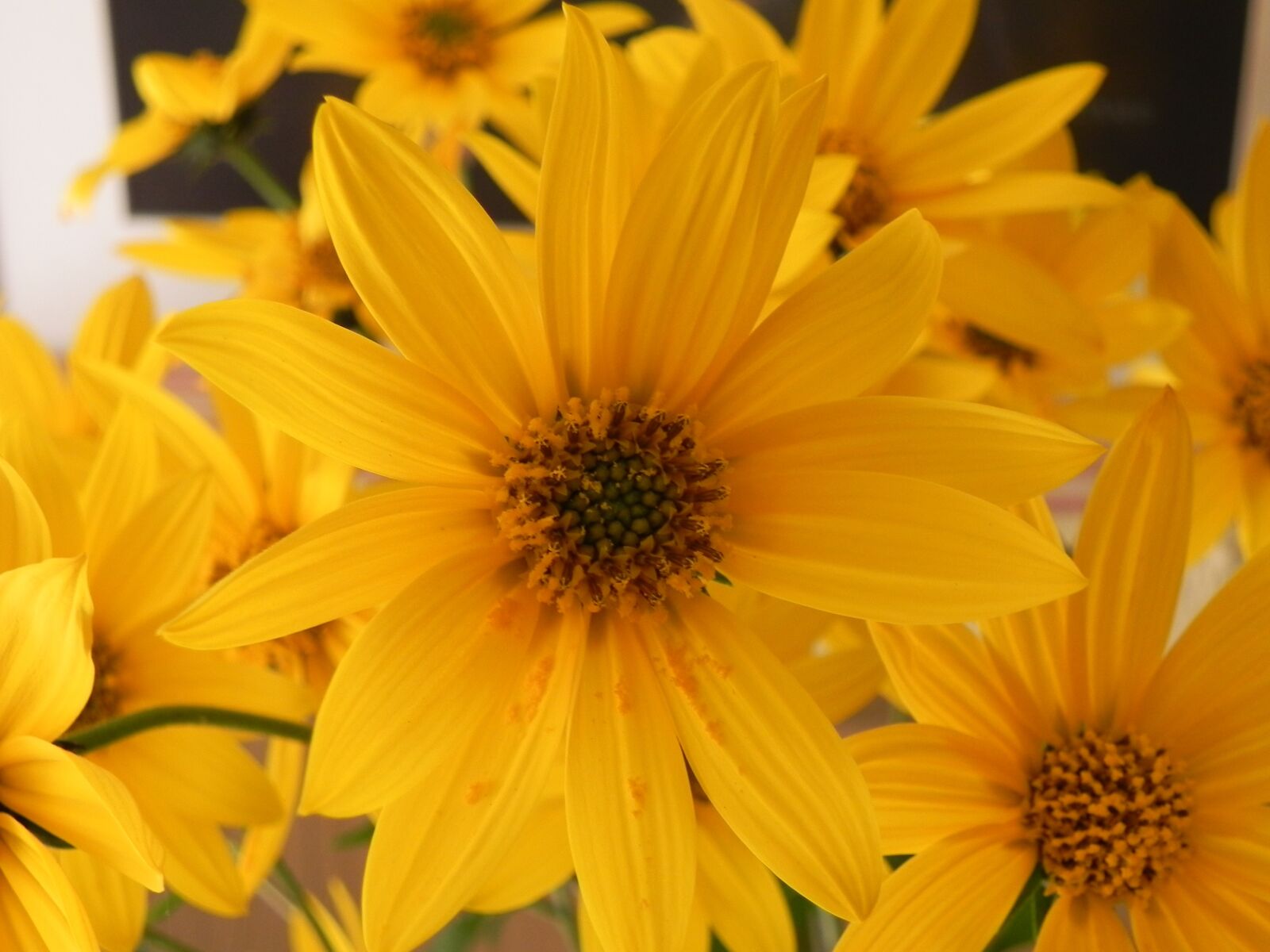 Nikon Coolpix P100 sample photo. Flower, tupinambur, turma photography