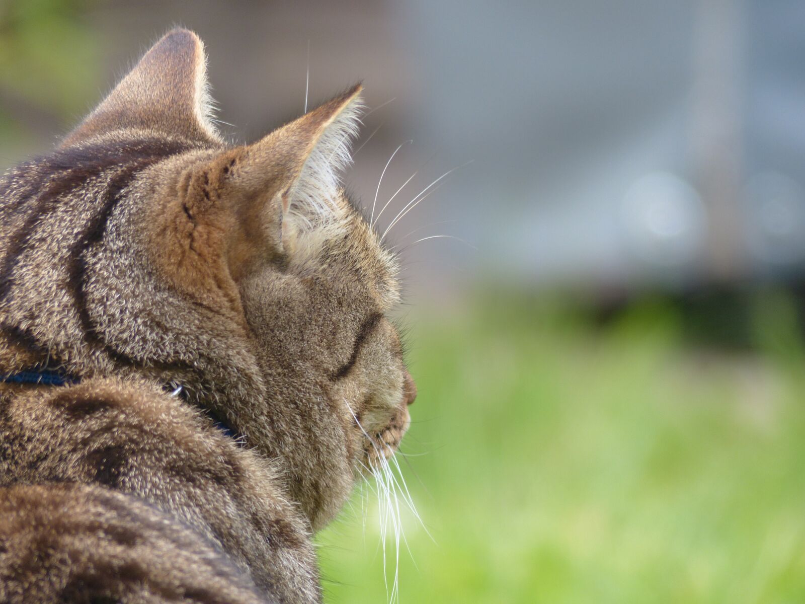 Panasonic Lumix DMC-FZ200 sample photo. Cat, animal, tiger cat photography