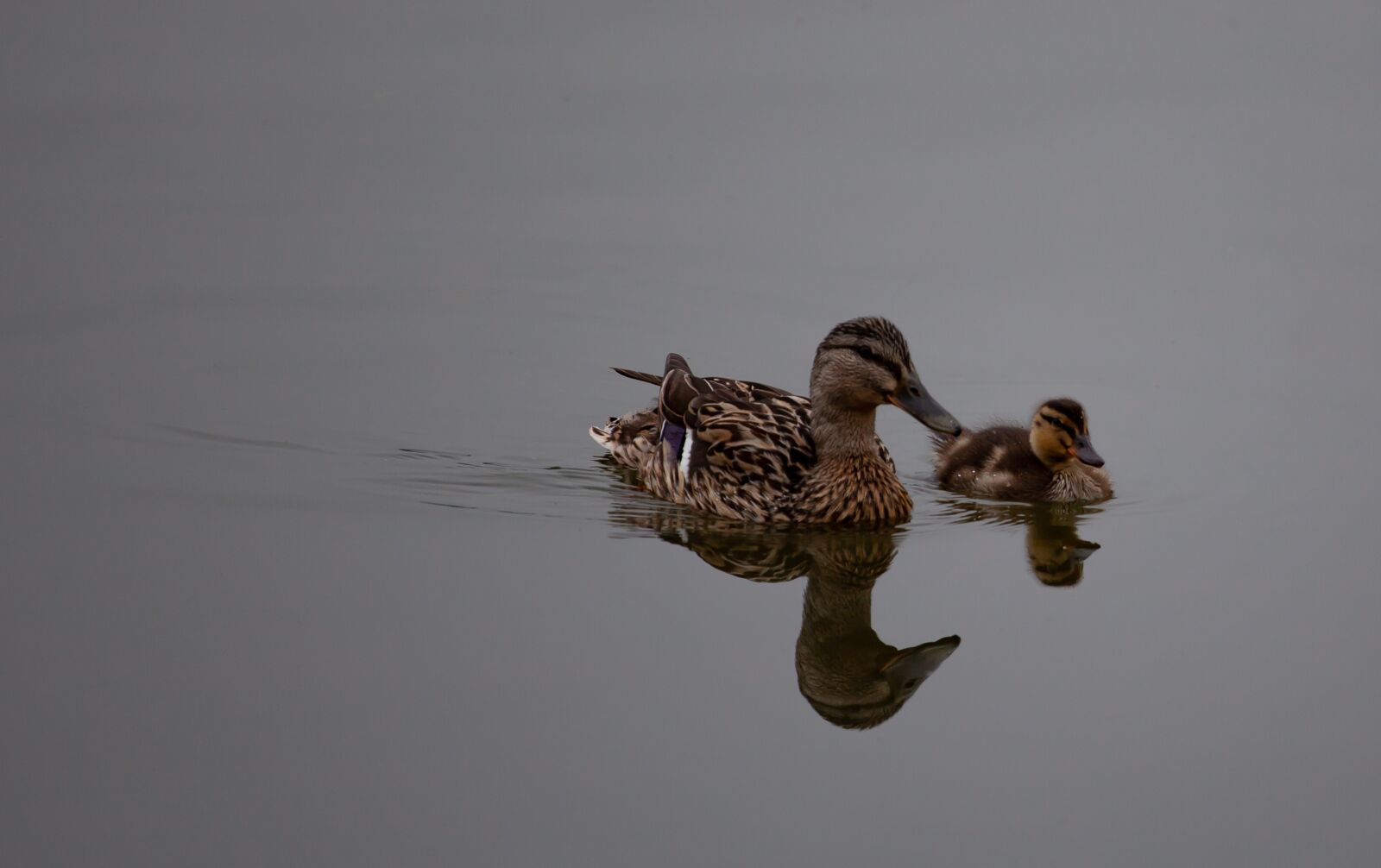 Canon EOS 5D Mark II sample photo. Mother and baby duck photography