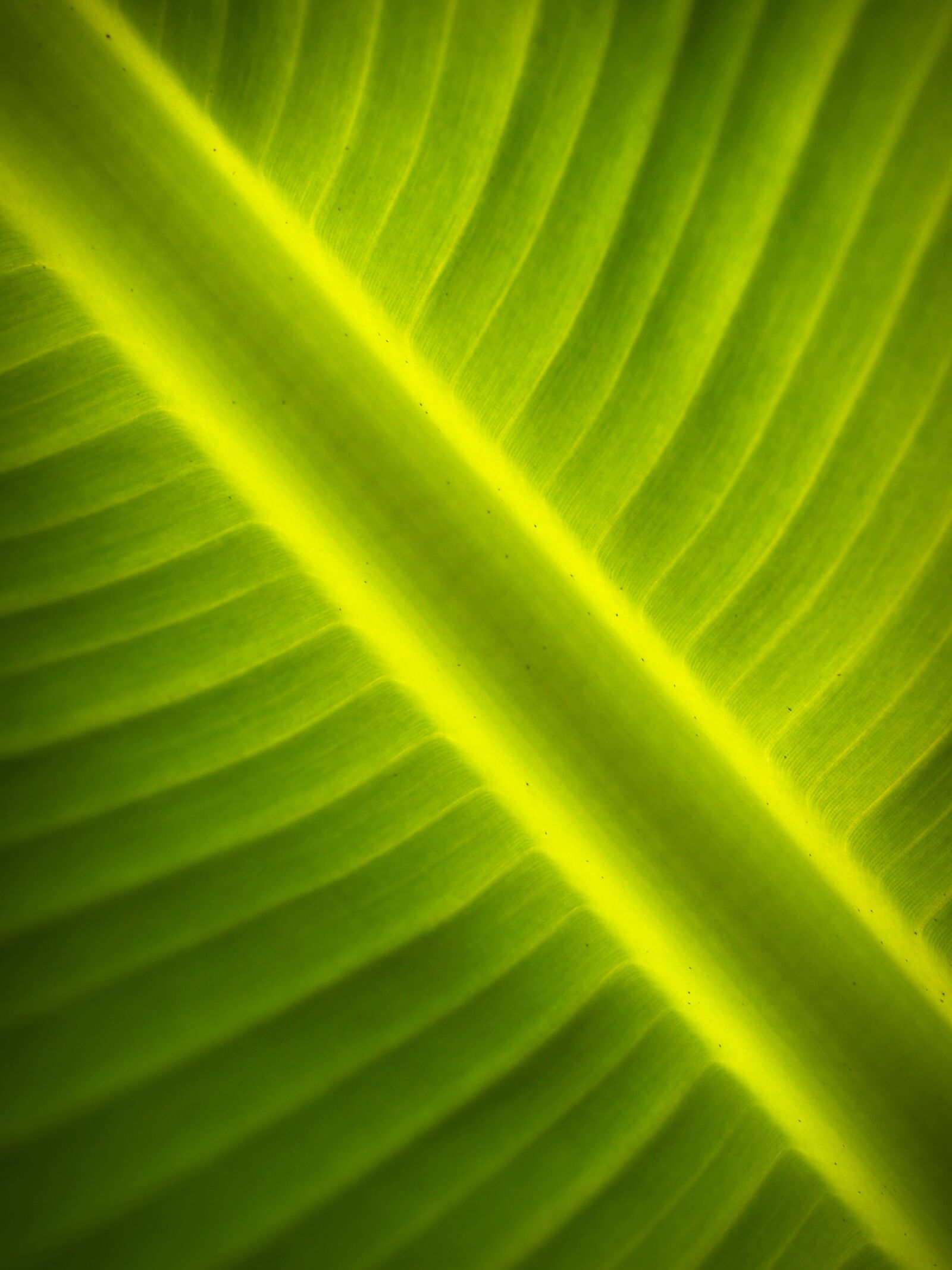 Olympus E-300 (EVOLT E-300) sample photo. Blur, colors, environment, green photography