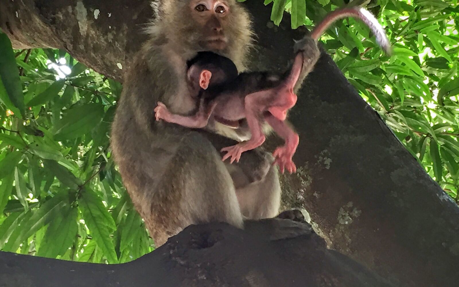 iPhone 6 back camera 4.15mm f/2.2 sample photo. Monkey, animals, portrait photography