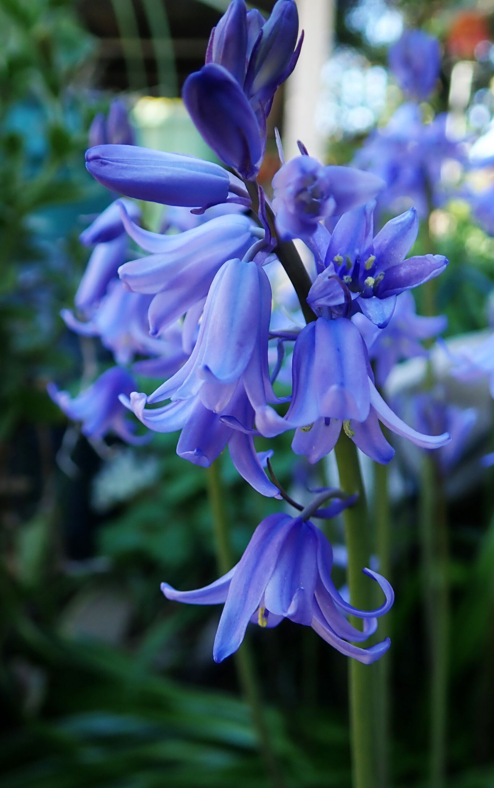 Olympus TG-5 sample photo. Flower, bluebell, fragrant photography