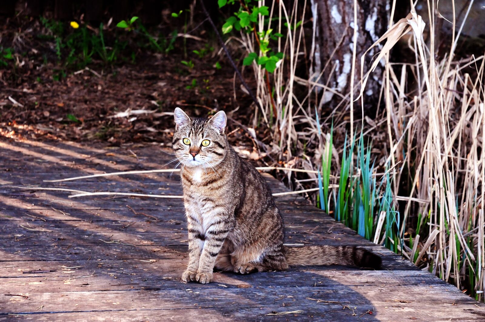 Nikon D300S sample photo. Cat, pet, animals photography