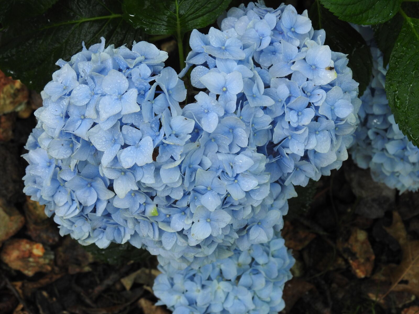 Nikon Coolpix P900 sample photo. Flower, blue, nature photography
