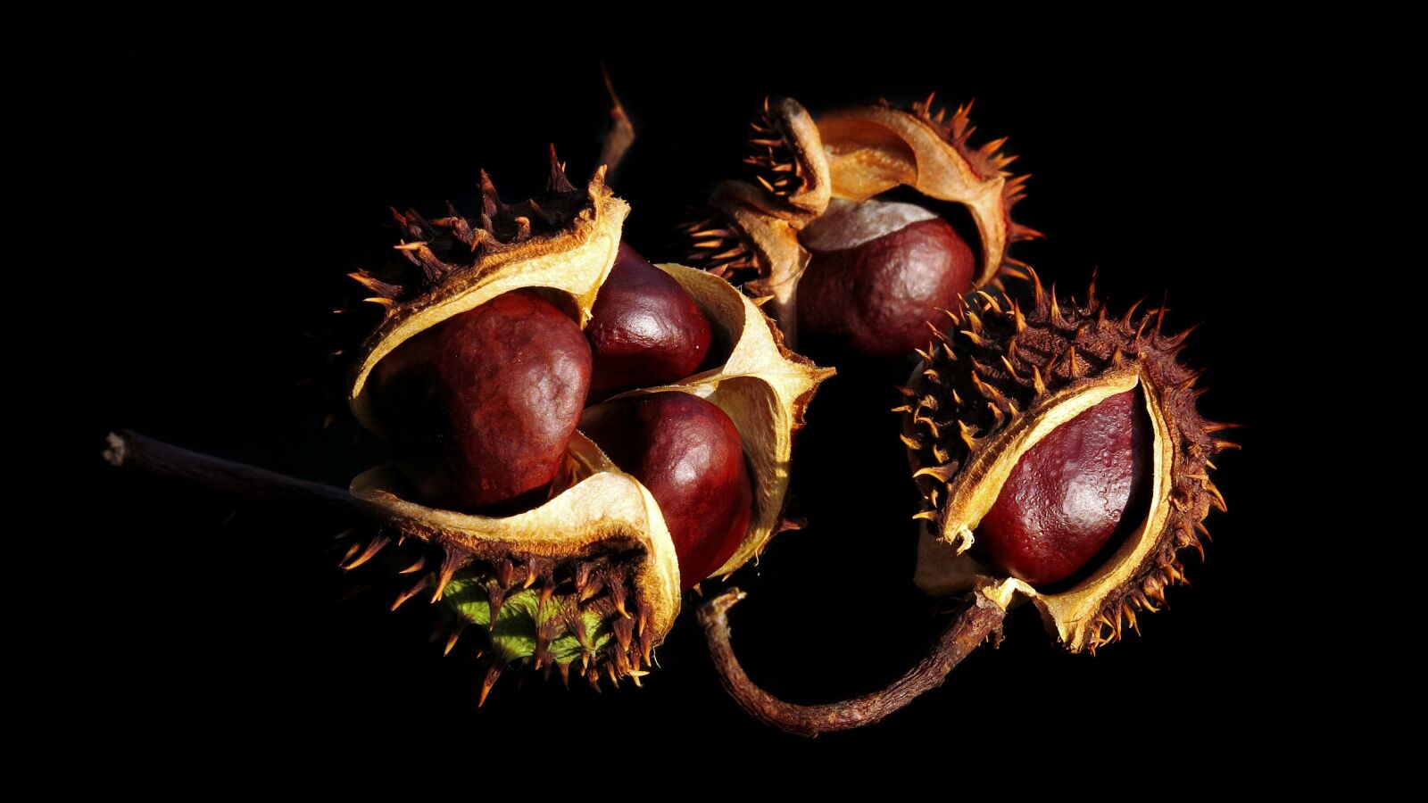 Canon PowerShot G15 sample photo. Chestnut, buckeye, aesculus hippocastanum photography