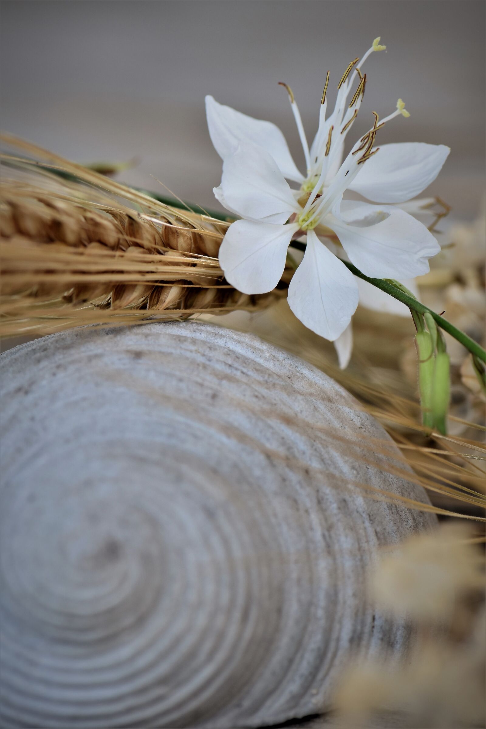Nikon D5500 sample photo. Deco, table decorations, decoration photography