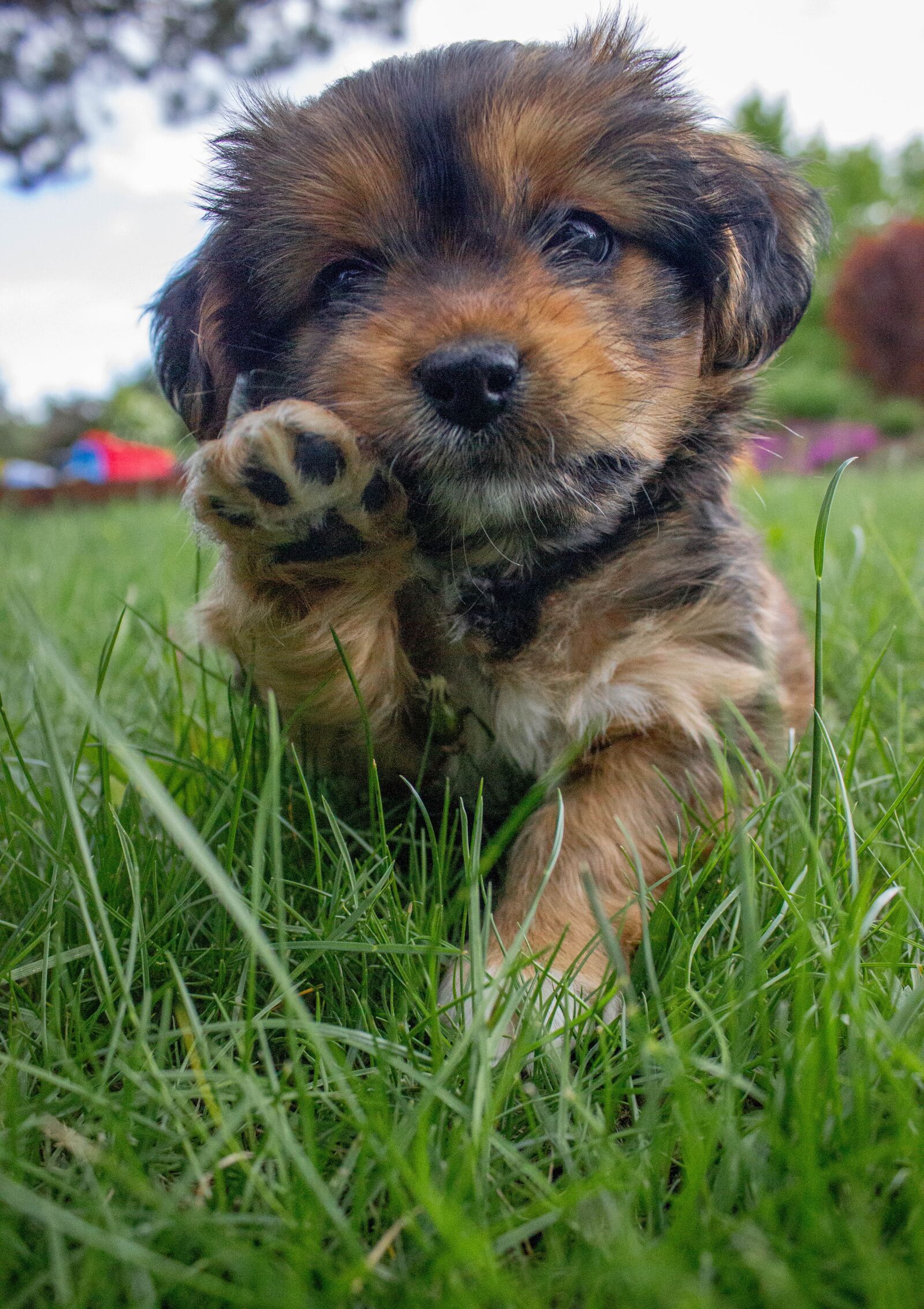 Canon EOS 600D (Rebel EOS T3i / EOS Kiss X5) sample photo. Dog, puppy, brown photography