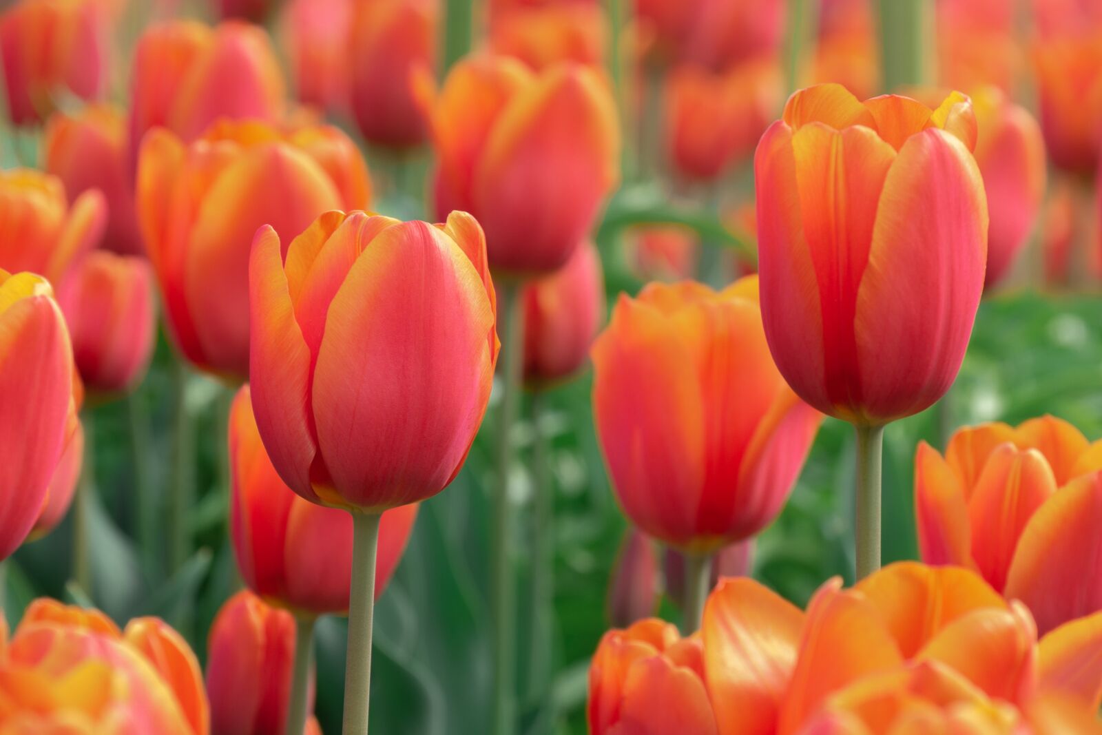 Panasonic DMC-G81 sample photo. Flowers, tulips, tulip field photography