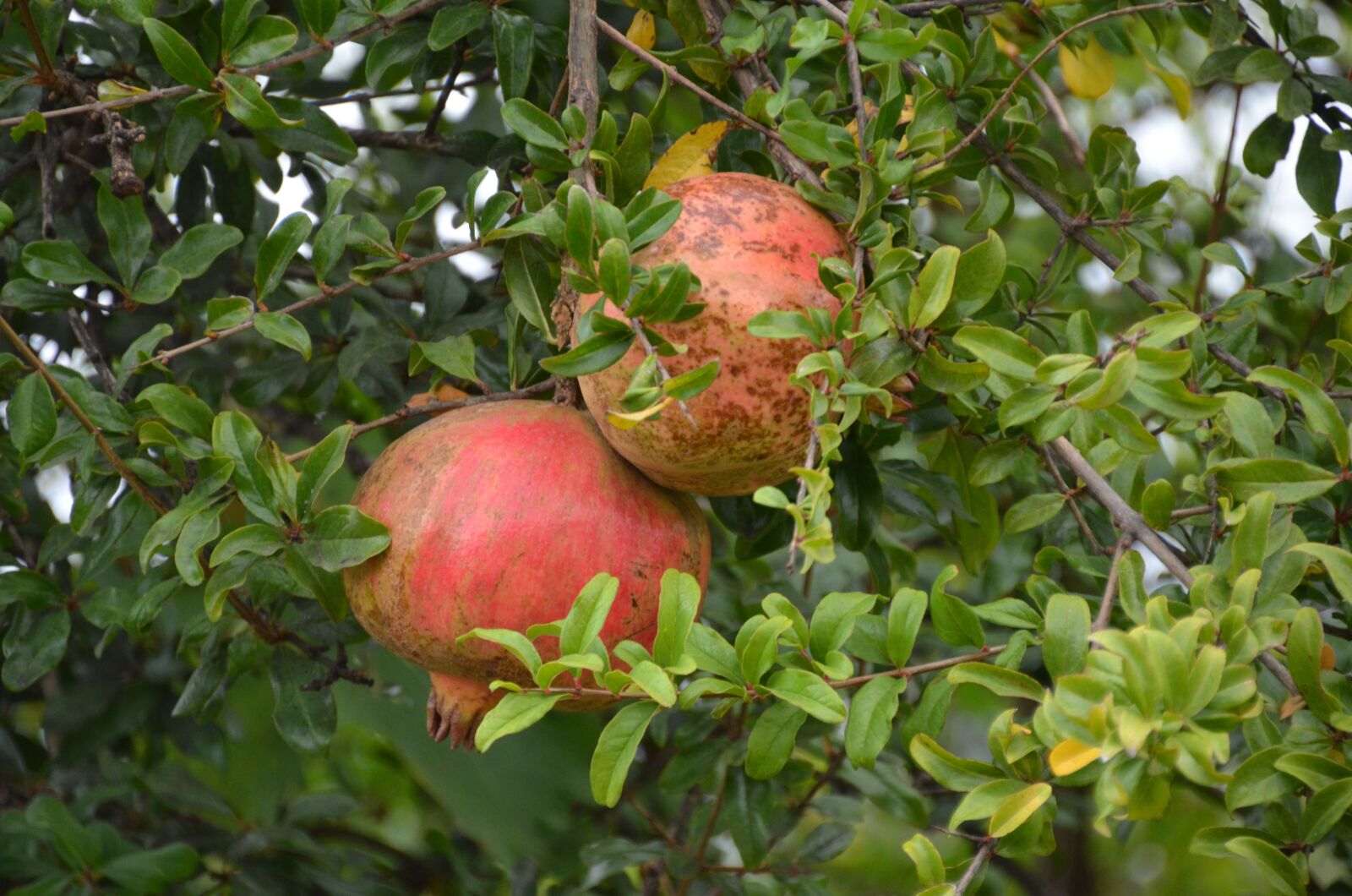 Nikon D5100 sample photo. Pomegranate, tree, nature photography