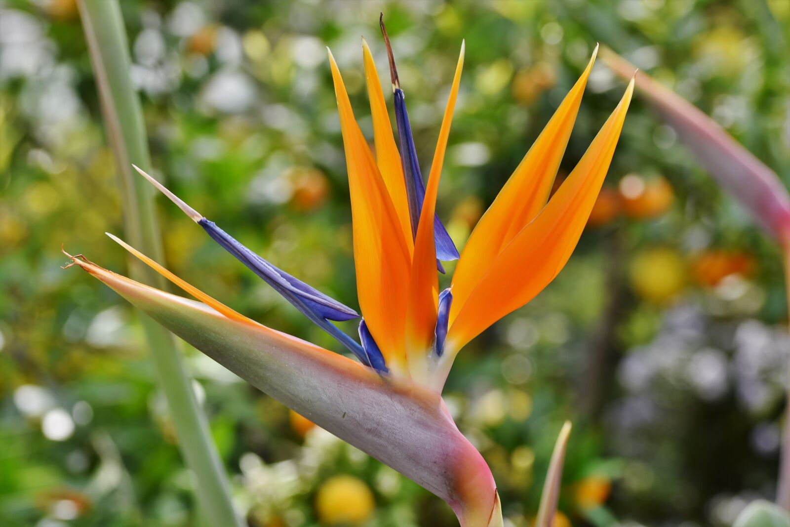 Nikon D7200 sample photo. Strelizie, parrot flower, paradise photography