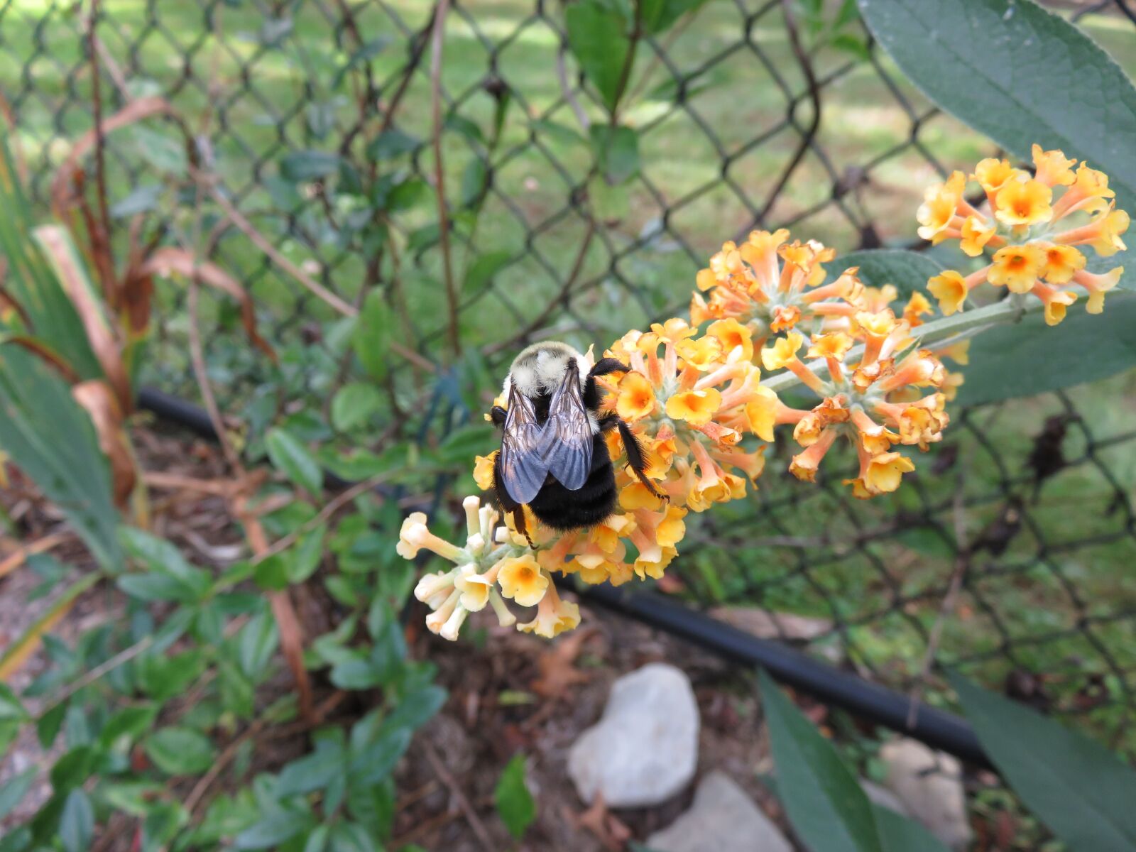 Canon PowerShot SX710 HS sample photo. Bee, flower, yellow photography