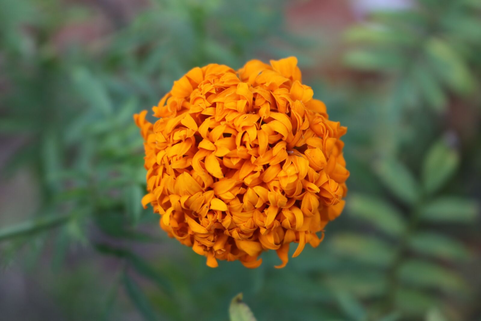 Canon EOS 750D (EOS Rebel T6i / EOS Kiss X8i) sample photo. Macro, flower, plant photography