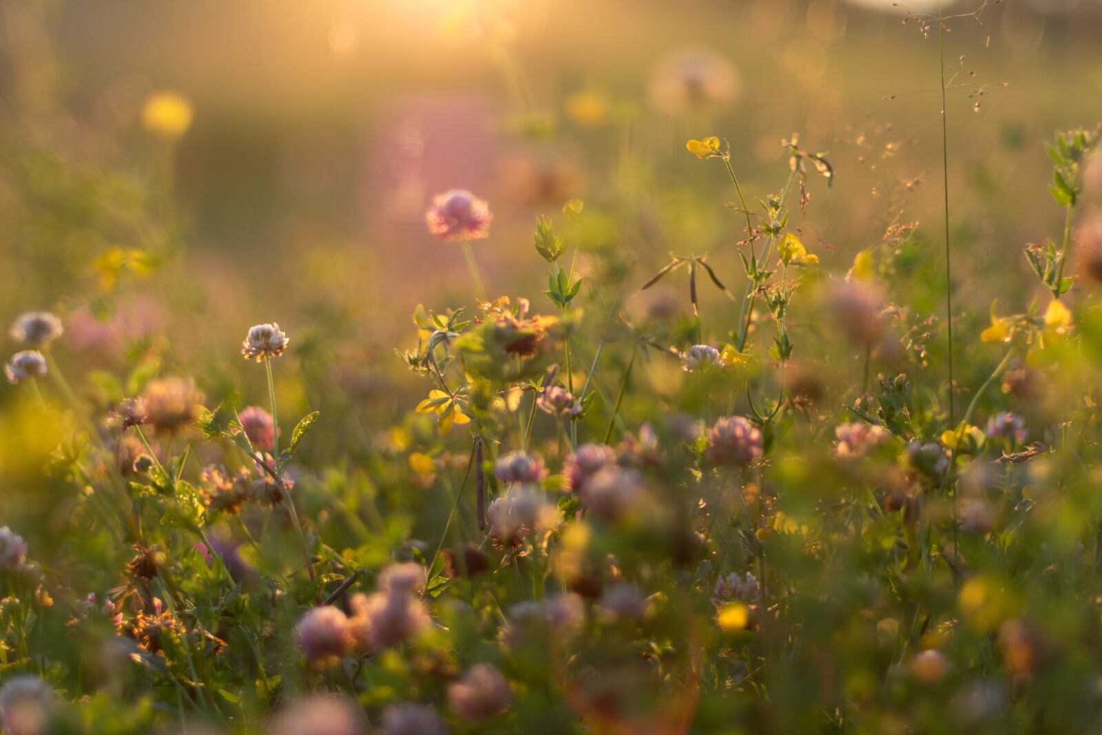 Nikon D5300 sample photo. Summer, flowers, sunset photography