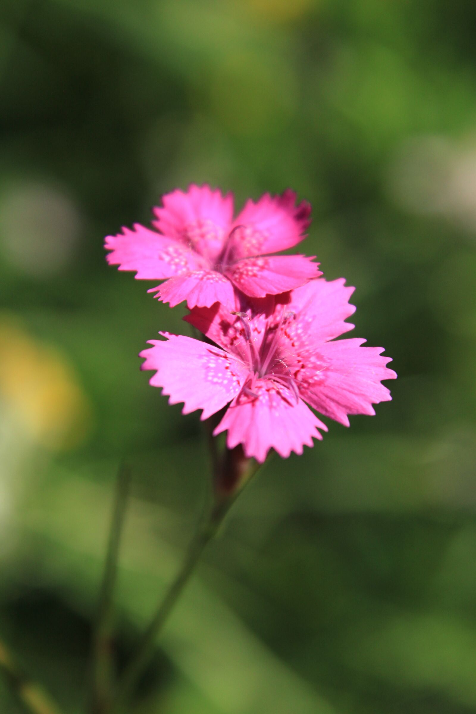 Canon EOS 500D (EOS Rebel T1i / EOS Kiss X3) sample photo. Carnation, caryophyllaceae, dianthus photography