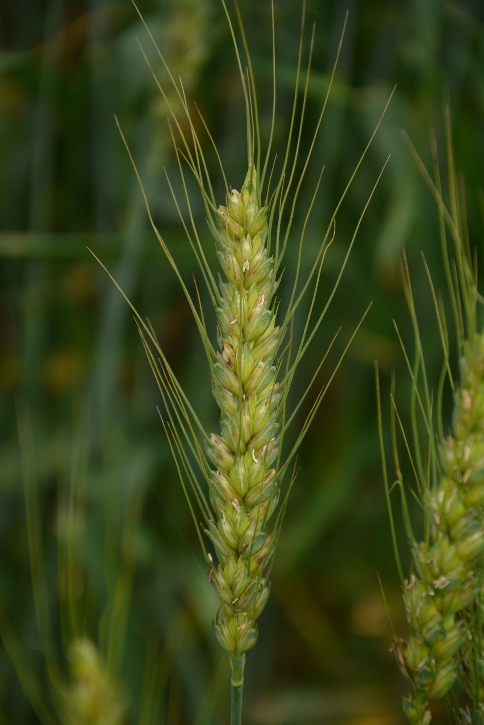 Nikon D5200 sample photo. Wheat, green photography