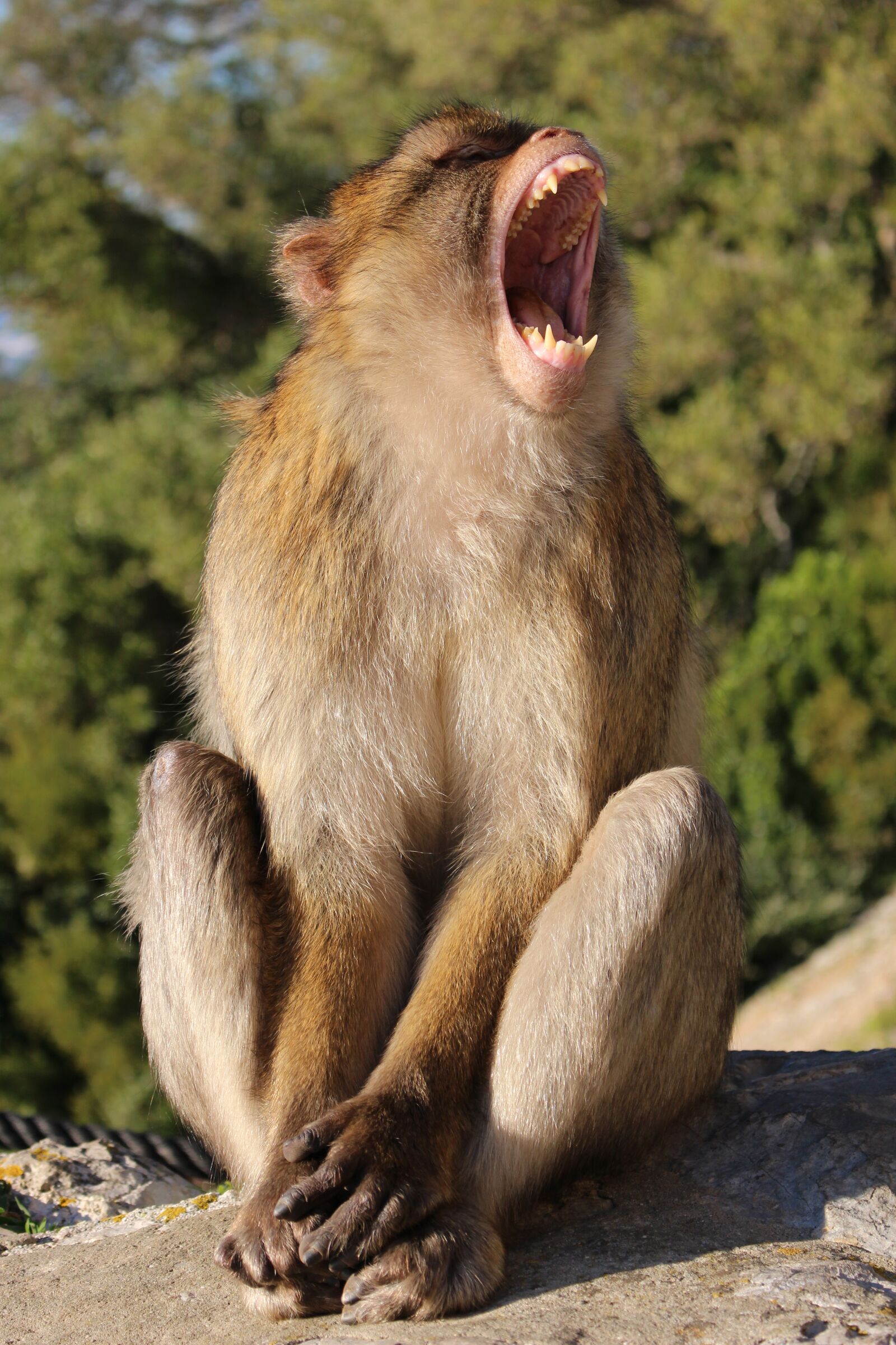 Canon EOS 100D (EOS Rebel SL1 / EOS Kiss X7) sample photo. Monkey, macaque, mammal photography