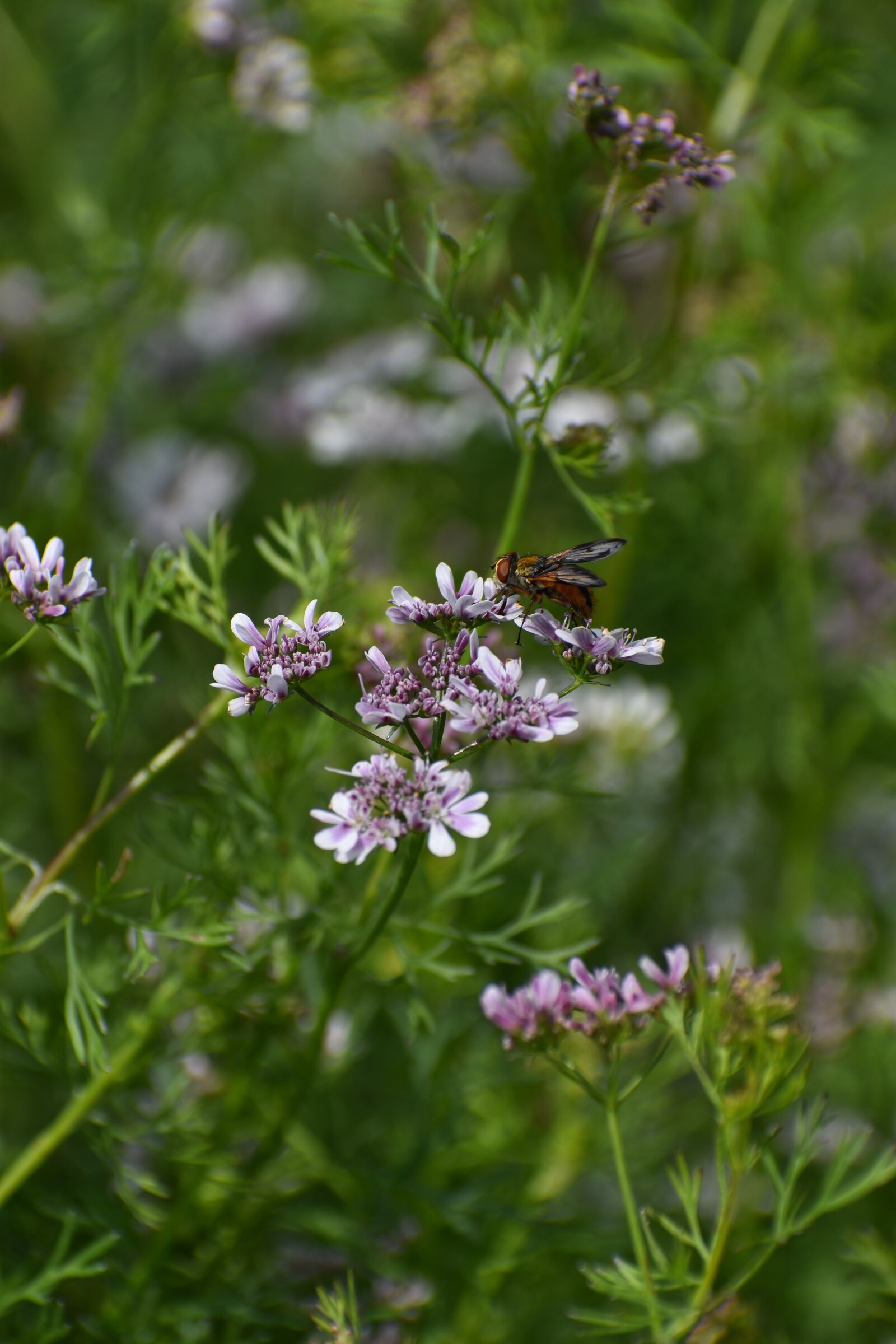 Nikon D3500 sample photo. Flowers, spring, flora photography