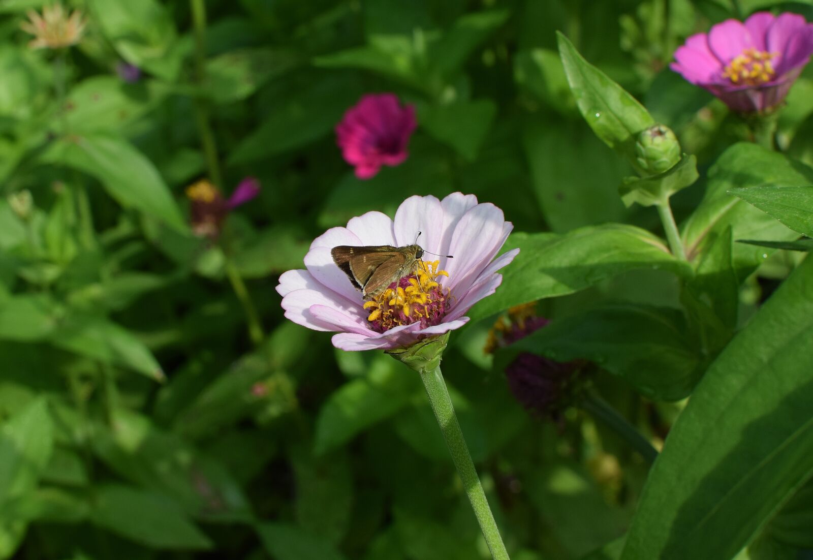 Nikon D3300 sample photo. Skipper on zinnia, butterfly photography