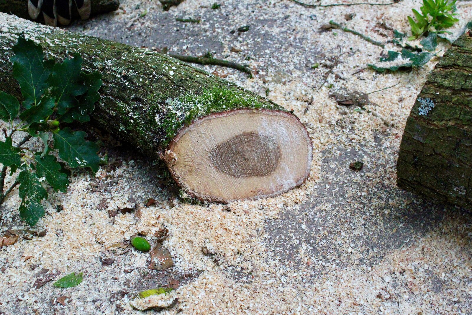 Canon EOS 550D (EOS Rebel T2i / EOS Kiss X4) sample photo. Wood, sawdust, moss photography